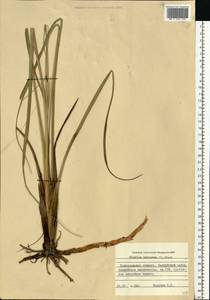 Cladium mariscus (L.) Pohl, Eastern Europe, North-Western region (E2) (Russia)