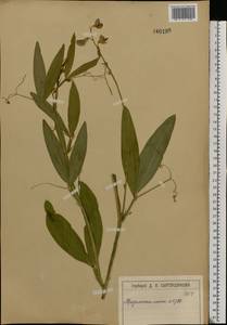 Lathyrus sylvestris L., Eastern Europe, Moscow region (E4a) (Russia)