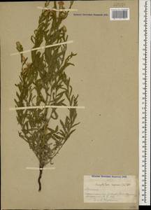 Rhaponticum repens (L.) Hidalgo, Caucasus, Armenia (K5) (Armenia)