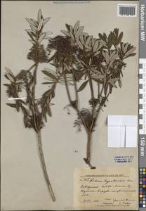 Rhododendron hypoleucum (Kom.) Harmaja, Siberia, Russian Far East (S6) (Russia)