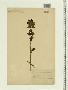 Rhinanthus serotinus var. vernalis (N. W. Zinger) Janch., Eastern Europe, Middle Volga region (E8) (Russia)