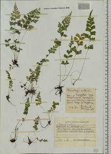 Sitobolium wilfordii (T. Moore) L. A. Triana & Sundue, Siberia, Russian Far East (S6) (Russia)