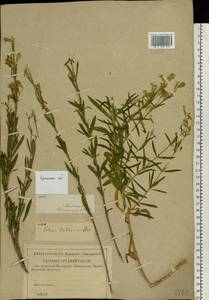 Silene tatarica (L.) Pers., Eastern Europe, Western region (E3) (Russia)