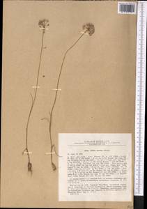 Allium caesium Schrenk, Middle Asia, Northern & Central Tian Shan (M4) (Kazakhstan)