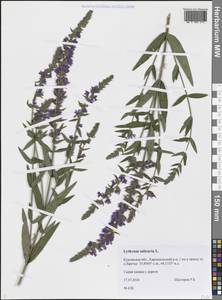 Lythrum salicaria L., Siberia, Western Siberia (S1) (Russia)