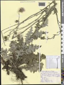 Carduus adpressus subsp. novorossicus (Porten.) Zernov, Caucasus, Black Sea Shore (from Novorossiysk to Adler) (K3) (Russia)