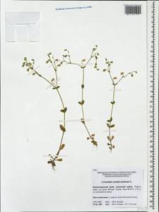 Cerastium semidecandrum L., Caucasus, Krasnodar Krai & Adygea (K1a) (Russia)