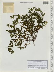 Scutellaria galericulata L., Siberia, Western Siberia (S1) (Russia)