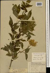 Sambucus nigra L., Caucasus, Stavropol Krai, Karachay-Cherkessia & Kabardino-Balkaria (K1b) (Russia)