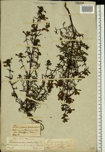 Pedicularis palustris L., Eastern Europe, Central forest-and-steppe region (E6) (Russia)