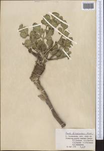 Ferula botschantzevii Korovin, Middle Asia, Pamir & Pamiro-Alai (M2) (Tajikistan)