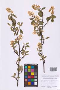 Amelanchier × spicata (Lam.) K.Koch, Eastern Europe, Moscow region (E4a) (Russia)