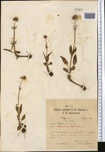 Valeriana tuberosa L., Middle Asia, Northern & Central Kazakhstan (M10) (Kazakhstan)