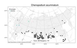 Chenopodium acuminatum Willd., Atlas of the Russian Flora (FLORUS) (Russia)