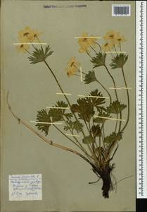 Anemonastrum narcissiflorum subsp. fasciculatum (L.) Raus, Caucasus, Stavropol Krai, Karachay-Cherkessia & Kabardino-Balkaria (K1b) (Russia)