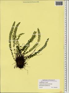 Asplenium trichomanes, Caucasus, Azerbaijan (K6) (Azerbaijan)