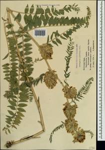Astragalus ponticus Pall., Crimea (KRYM) (Russia)