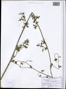 Xanthoselinum alsaticum subsp. venetum (Spreng.) Reduron, Charpin & Pimenov, Western Europe (EUR) (Italy)