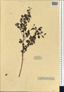 Pseudophyllanthus ovalis (E.Mey. ex Sond.) Voronts. & Petra Hoffm., Africa (AFR) (South Africa)