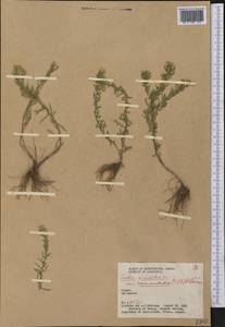 Symphyotrichum falcatum var. commutatum (Torr. & A. Gray) G. L. Nesom, America (AMER) (Canada)