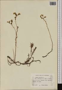 Petrosedum rupestre subsp. rupestre, Western Europe (EUR) (Finland)