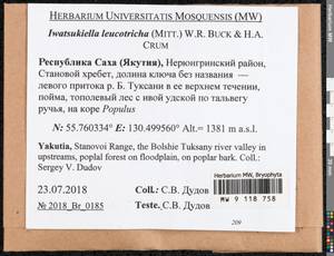 Iwatsukiella leucotricha (Mitt.) W.R. Buck & H.A. Crum, Bryophytes, Bryophytes - Yakutia (B19) (Russia)