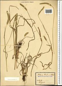 Phleum pratense L., Caucasus, Georgia (K4) (Georgia)