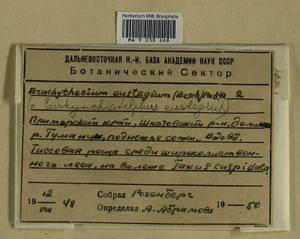 Eurhynchiadelphus eustegia (Besch.) Ignatov & Huttunen, Bryophytes, Bryophytes - Russian Far East (excl. Chukotka & Kamchatka) (B20) (Russia)