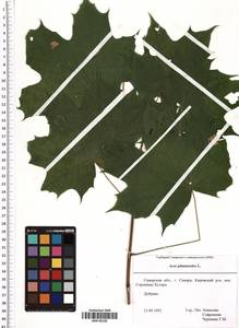 Acer platanoides L., Eastern Europe, Middle Volga region (E8) (Russia)