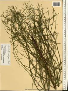 Chondrilla ambigua Fisch. ex Kar. & Kir., Eastern Europe, Lower Volga region (E9) (Russia)