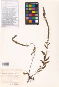 MHA 0 160 387, Veronica spicata L., Middle Asia, Caspian Ustyurt & Northern Aralia (M8) (Kazakhstan)