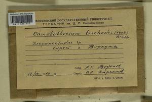 Drepanocladus, Bryophytes, Bryophytes - European North East (B7) (Russia)