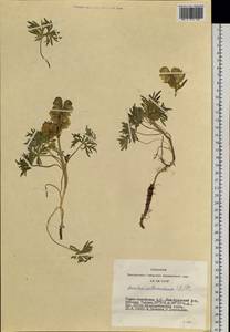 Aconitum anthoroideum DC., Siberia, Altai & Sayany Mountains (S2) (Russia)