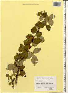 Rubus silesiacus Weihe, Caucasus, Black Sea Shore (from Novorossiysk to Adler) (K3) (Russia)