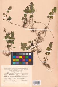 MHA 0 155 785, Glechoma hederacea L., Eastern Europe, North-Western region (E2) (Russia)