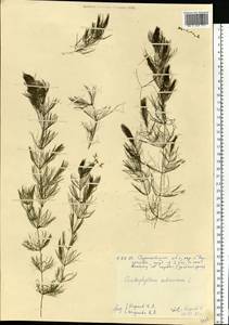Ceratophyllum submersum L., Eastern Europe, Lower Volga region (E9) (Russia)
