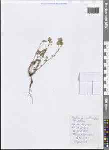 Medicago orbicularis (L.) Bartal., Crimea (KRYM) (Russia)