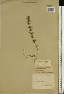 Clinopodium acinos (L.) Kuntze, Eastern Europe, Volga-Kama region (E7) (Russia)