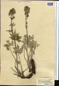 Delphinium iliense Huth, Middle Asia, Dzungarian Alatau & Tarbagatai (M5) (Kazakhstan)