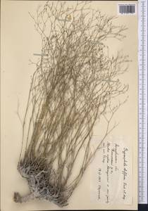 Gypsophila diffusa Fisch. & C. A. Mey. ex Rupr., Middle Asia, Caspian Ustyurt & Northern Aralia (M8) (Kazakhstan)