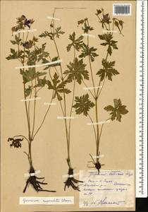 Geranium ruprechtii (Woronow) Grossh., Caucasus, Dagestan (K2) (Russia)