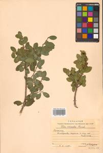 Ilex crenata Thunb., Siberia, Russian Far East (S6) (Russia)