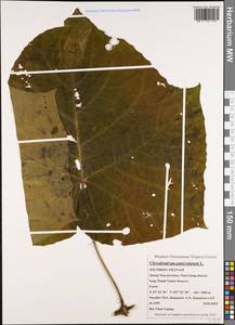 Clerodendrum paniculatum L., South Asia, South Asia (Asia outside ex-Soviet states and Mongolia) (ASIA) (Vietnam)