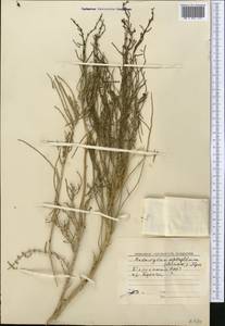 Haloxylon ammodendron (C. A. Mey.) Bunge ex Fenzl, Middle Asia, Caspian Ustyurt & Northern Aralia (M8) (Kazakhstan)