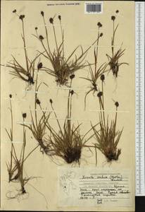 Luzula confusa Lindeb., Western Europe (EUR) (Svalbard and Jan Mayen)