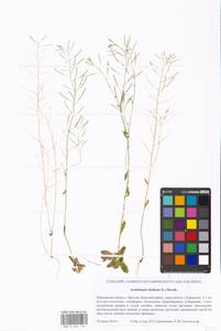 Arabidopsis thaliana (L.) Heynh., Eastern Europe, Moscow region (E4a) (Russia)