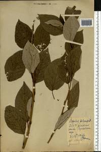 Populus balsamifera L., Eastern Europe, Belarus (E3a) (Belarus)