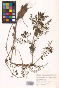 MHA 0 160 120, Veronica heureka (M. A. Fisch.) Tzvelev, Eastern Europe, Lower Volga region (E9) (Russia)