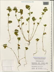 Trifolium lappaceum L., Caucasus, Black Sea Shore (from Novorossiysk to Adler) (K3) (Russia)