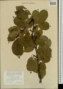 Prunus avium (L.) L., Crimea (KRYM) (Russia)